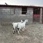 للبيع