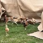 تمالبيع فروخ دجاج صحه و نظافه شرط باذن الله