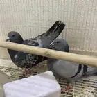 جوز حمام للبيع