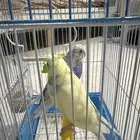 طيور الحب