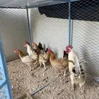 دجاج حضان وديك