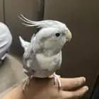 كروان اليف عمره 10شهور