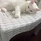 قطة شيرازى للتبنى