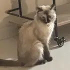 سكوتش