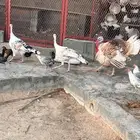 ديك رومي ودجاجتين