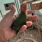 للبيع فيشر نهايه غر ب 70