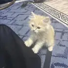 المندق