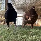 جوز مودينا