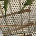 ببغاء الدره