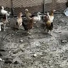 صوص العدد 37البيع جمله السوم يبدا من7ريال