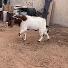 حائل