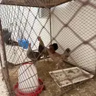 دجاج بلدي