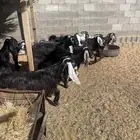 للبيع معزا جذعات