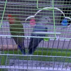 للبيع جوز روز ذكر وأنثى بمدينة الملك خالد العسكرية