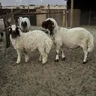 فحل ثني صنف