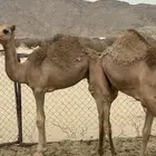 قعدان ذبايح مبداي فل شحم