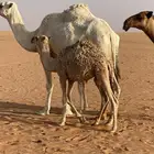 حوار لباني