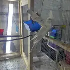 اناث كوكتيل كروان