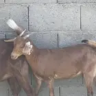 للبيع جفره على السوم