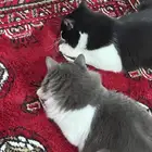 قطط ذكور لتبني