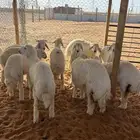 ذبايح نعيمي حري سواكني