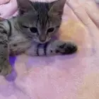 قط انثى للتبني عمرشهرين