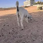 جفره مندي