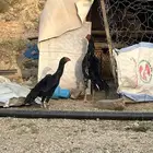 دجاج الماني دم صافي