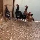 ديك وثلاث دجاجات للبيع
