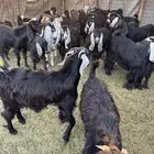 تيوس وجفار للبيع