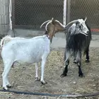 معزا
