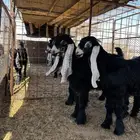 تيوس عوراض صنف الاعمار من شهرين الا شهرين ونص