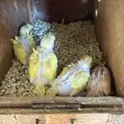 جوز بادجي هوقو مع انتاجه