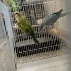 زوج كويكر الوان مميزة