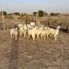 طليان حريه العدد 9