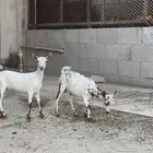 تيس وجفره صحه ونظافه