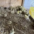 صيصان (لوهمان براون الماني بيور  سمان فر فري مريعي )