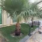 نخل واشنطي العدد 3 على السوم