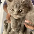 قطه للبيع ب 200