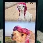 ايباد