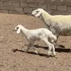 حريه معها رخل