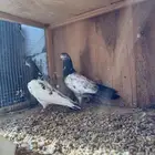 حمام قطيفي وبكستانيات توب