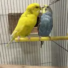 زوج بادجي جاهز للإنتاج