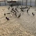 دجاج بادي بياض شرط فيه فيومي منقط وفيه قولد