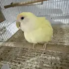 للبيع جوز روز بفراخته