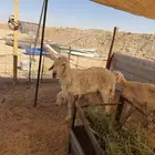 للبيع خروف تام فحل مشروط الصحة شرط