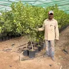 برتقال - ليمون - يوسفي - تين - عنب -رمان نجران