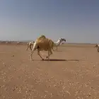 قعود كفو أوضح