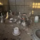 وز عراقي وبلدي