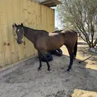 فرس مصريه وحصان انقليزي